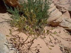 Lomatium parryi