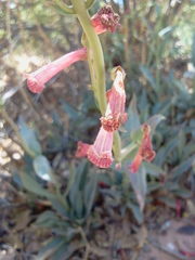 Penstemon utahensis