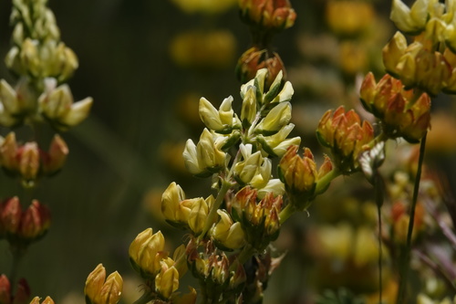 iNaturalist observation photo of chick lupine