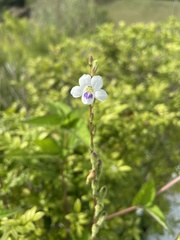 Graptophyllinae