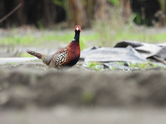 Phasianus colchicus formosanus