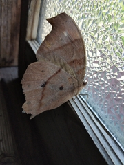 Melanitis phedima oitensis