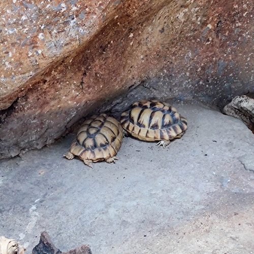 Egyptian Tortoise