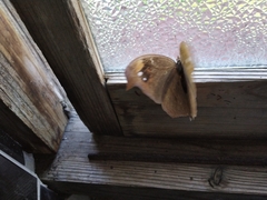 Melanitis phedima oitensis