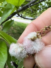 Callirhytis turnerii