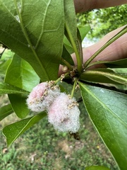 Callirhytis turnerii