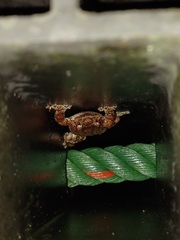 Metaphrynella pollicaris