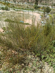 Ephedra americana