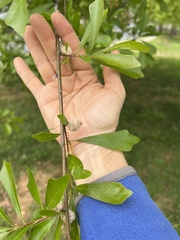 Callirhytis turnerii
