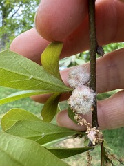 Callirhytis turnerii