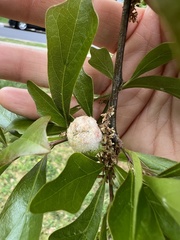 Callirhytis turnerii