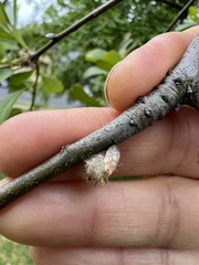 Callirhytis turnerii