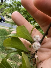 Callirhytis turnerii