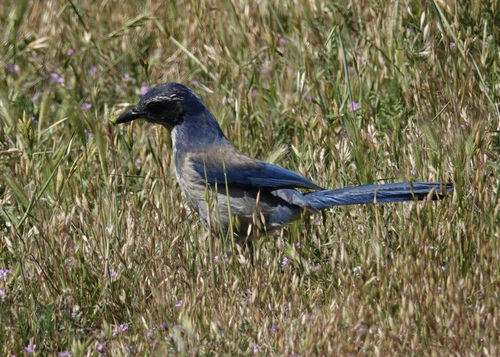 iNaturalist observation photo of California Scrub-Jay