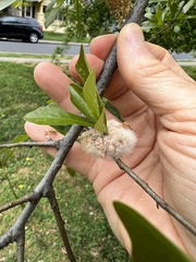 Callirhytis turnerii