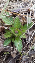 Ajuga genevensis