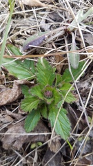 Ajuga genevensis