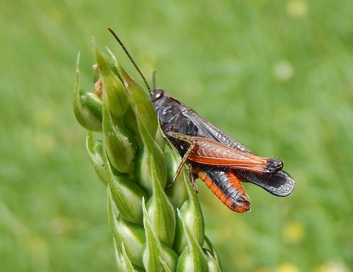 Woodland Grasshopper photo 4