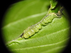 Contarinia negundinis