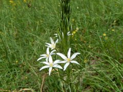 Ornithogalum pyramidale