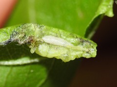 Contarinia negundinis