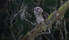 Strix fulvescens
