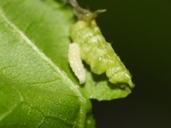 Contarinia negundinis