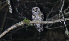 Strix fulvescens
