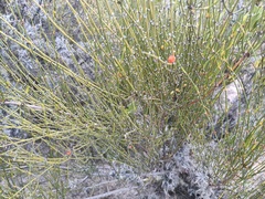 Ephedra americana