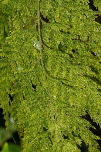 Abrodictyum flavofuscum observed 2012-11-19