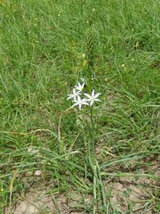 Ornithogalum pyramidale