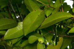 Garcinia pedicellata