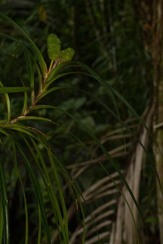 Freycinetia schlechteri observed 2012-11-19