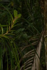 Freycinetia schlechteri