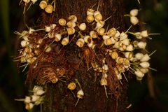 Syzygium guillauminii