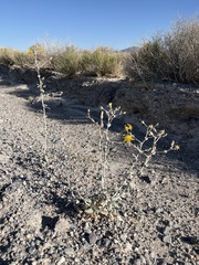 Mentzelia leucophylla