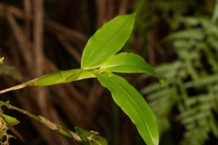 Dendrobium platygastrium