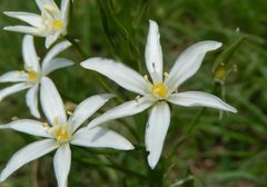 Ornithogalum pyramidale