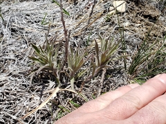 Castilleja sessiliflora