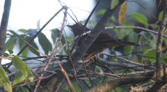 Turdus infuscatus