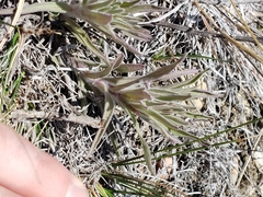 Castilleja sessiliflora