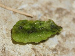 Contarinia negundinis