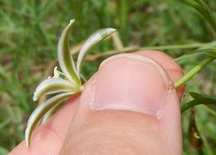 Ornithogalum pyramidale