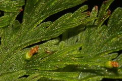 Trichomanes flavofuscum