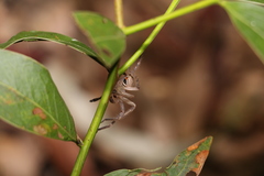 Neosparassus calligaster