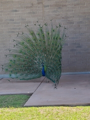 Pavo cristatus