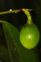 Garcinia pedicellata