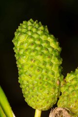 Freycinetia schlechteri
