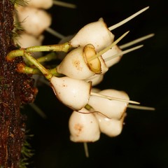 Syzygium guillauminii