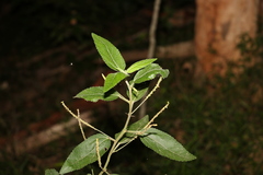 Acalypha nemorum